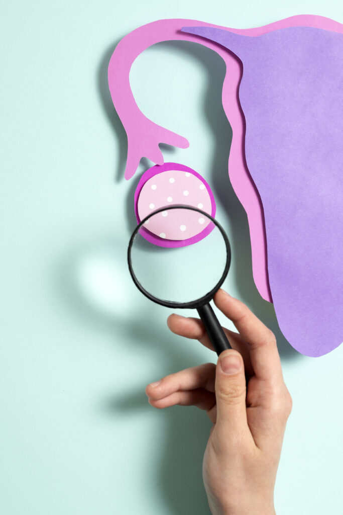 Papierowy układ rozrodczy kobiety